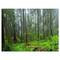 Designart - Hoh Rain Forest - Landscape Photography Canvas Art Print